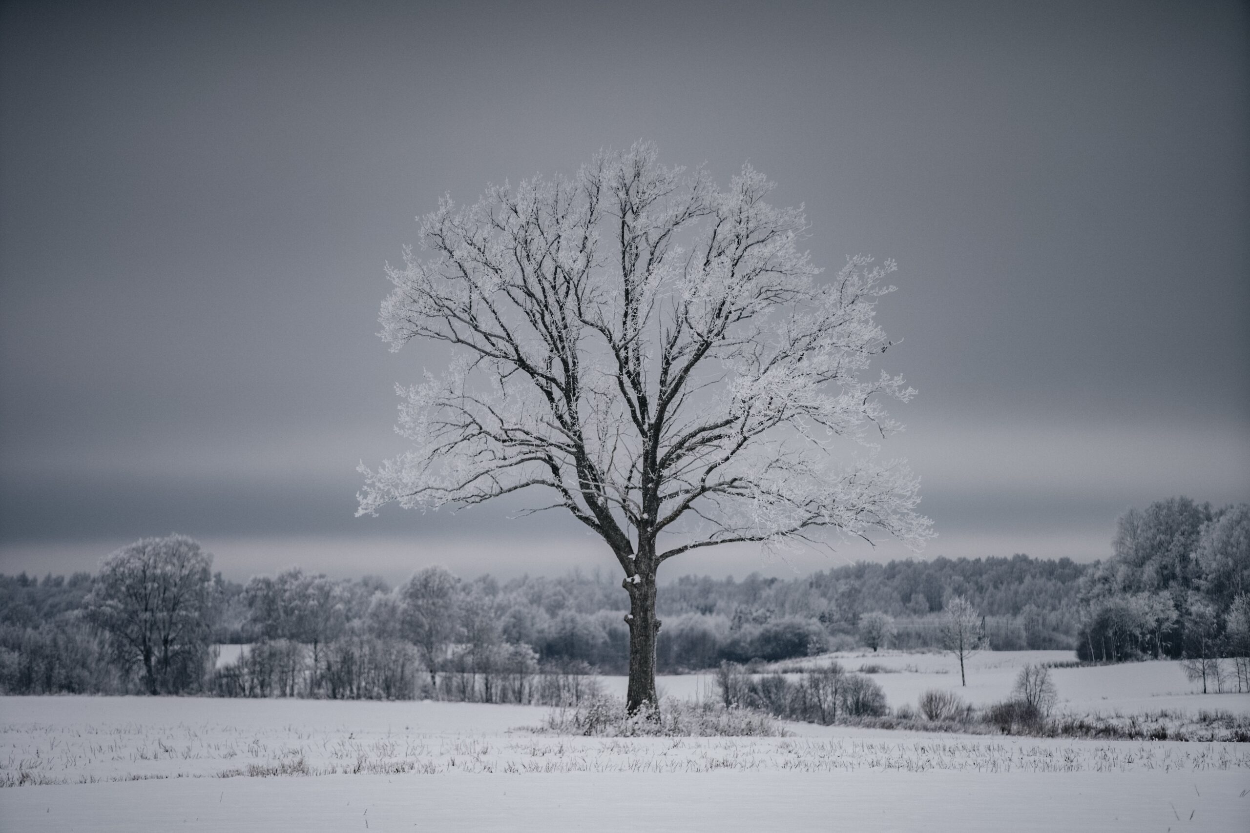 A tree in a snowy landscape with dark skies